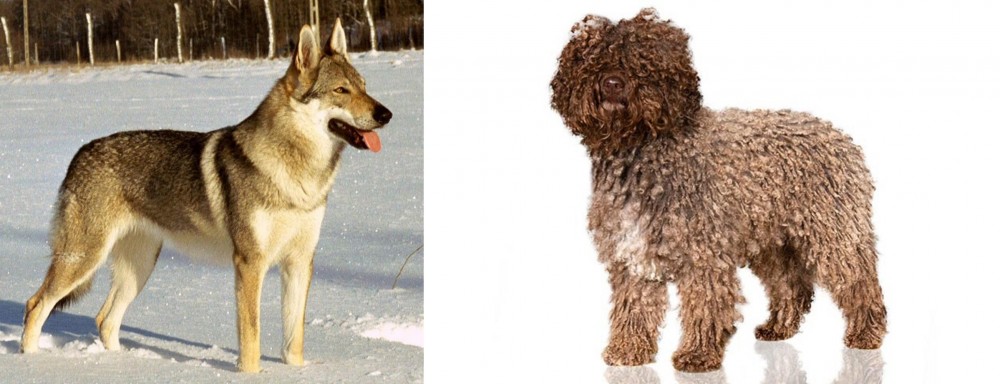 Spanish Water Dog vs Czechoslovakian Wolfdog - Breed Comparison