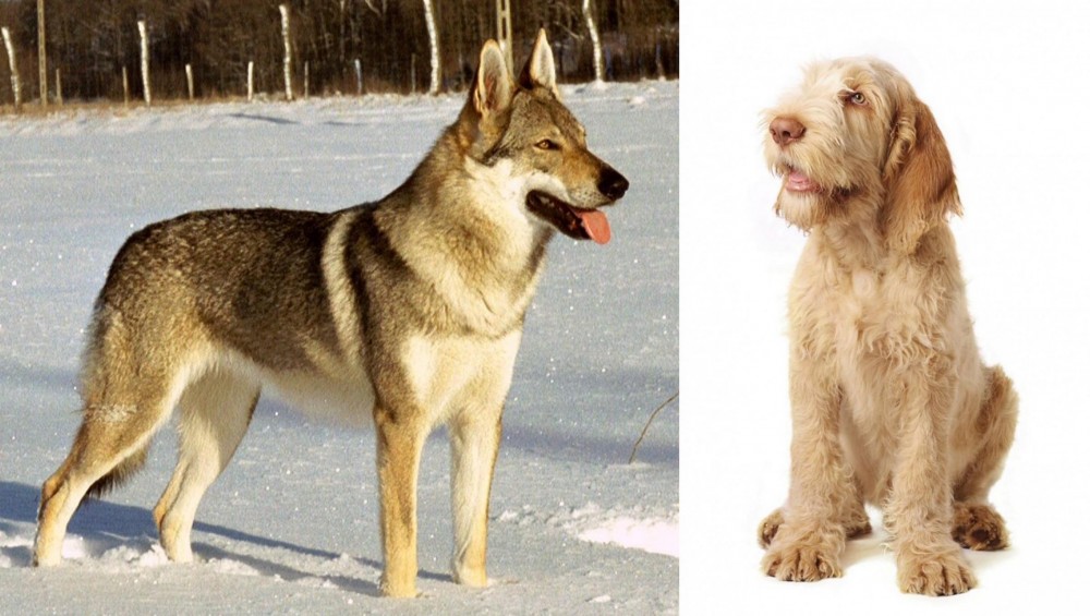Spinone Italiano vs Czechoslovakian Wolfdog - Breed Comparison