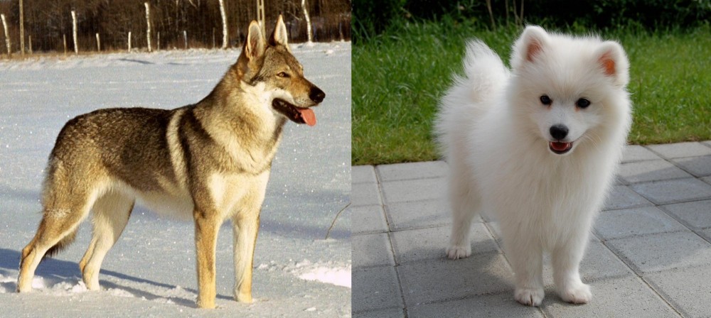 Spitz vs Czechoslovakian Wolfdog - Breed Comparison
