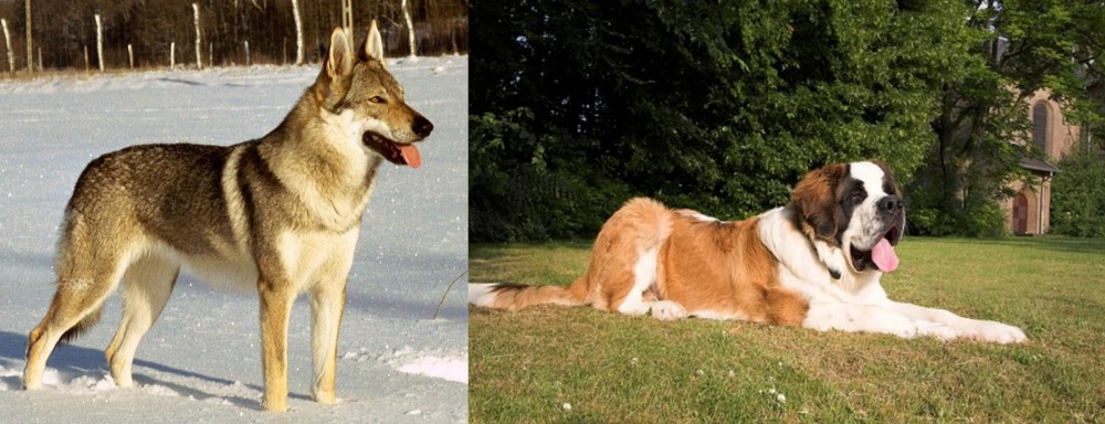 St. Bernard vs Czechoslovakian Wolfdog - Breed Comparison