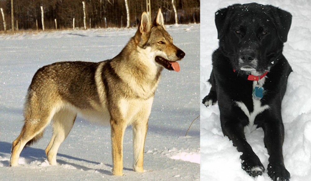 St. John's Water Dog vs Czechoslovakian Wolfdog - Breed Comparison
