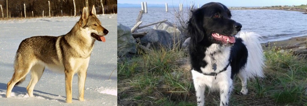 Stabyhoun vs Czechoslovakian Wolfdog - Breed Comparison