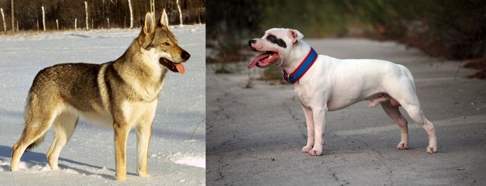 Staffordshire Bull Terrier vs Czechoslovakian Wolfdog - Breed Comparison