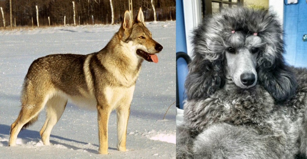 Standard Poodle vs Czechoslovakian Wolfdog - Breed Comparison