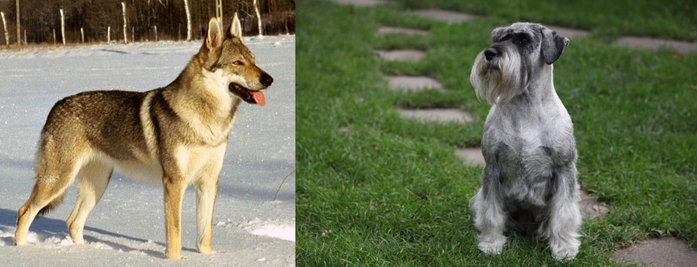 Standard Schnauzer vs Czechoslovakian Wolfdog - Breed Comparison