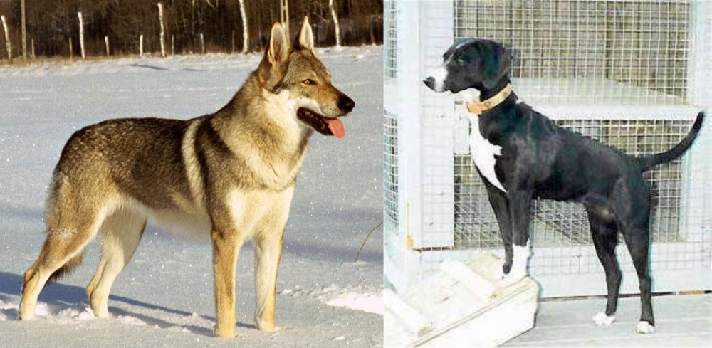 Stephens Stock vs Czechoslovakian Wolfdog - Breed Comparison