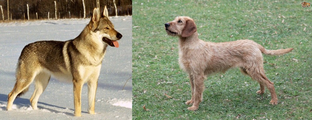 Styrian Coarse Haired Hound vs Czechoslovakian Wolfdog - Breed Comparison