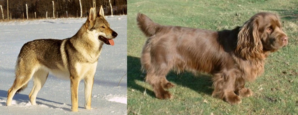 Sussex Spaniel vs Czechoslovakian Wolfdog - Breed Comparison