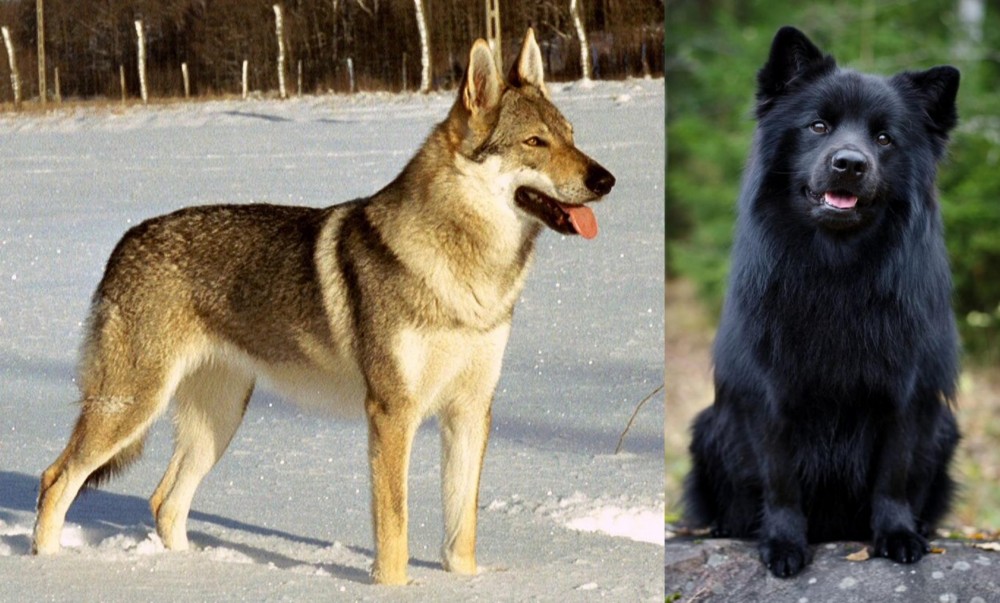 Swedish Lapphund vs Czechoslovakian Wolfdog - Breed Comparison