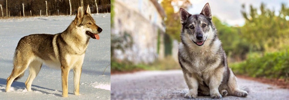 Swedish Vallhund vs Czechoslovakian Wolfdog - Breed Comparison