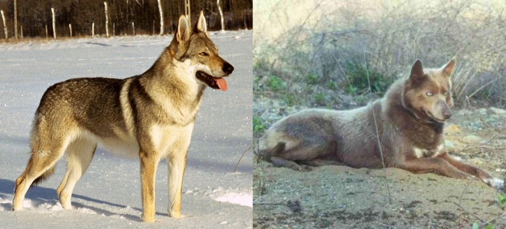 Tahltan Bear Dog vs Czechoslovakian Wolfdog - Breed Comparison