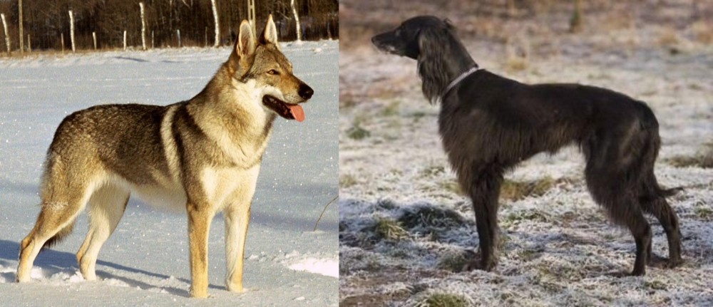 Taigan vs Czechoslovakian Wolfdog - Breed Comparison