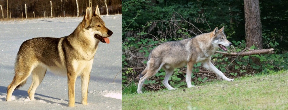 Tamaskan vs Czechoslovakian Wolfdog - Breed Comparison