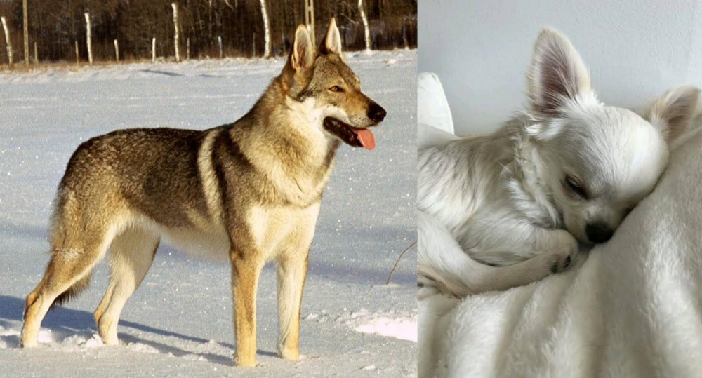 Tea Cup Chihuahua vs Czechoslovakian Wolfdog - Breed Comparison