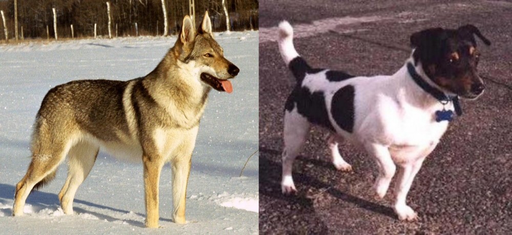 Teddy Roosevelt Terrier vs Czechoslovakian Wolfdog - Breed Comparison
