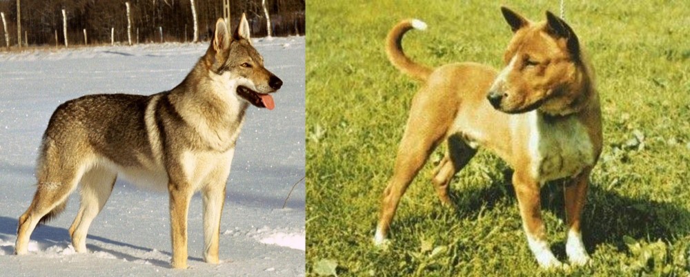 Telomian vs Czechoslovakian Wolfdog - Breed Comparison