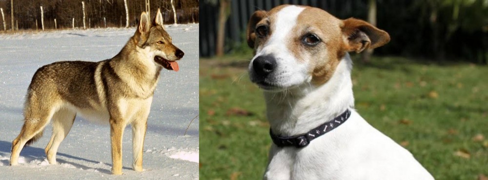 Tenterfield Terrier vs Czechoslovakian Wolfdog - Breed Comparison