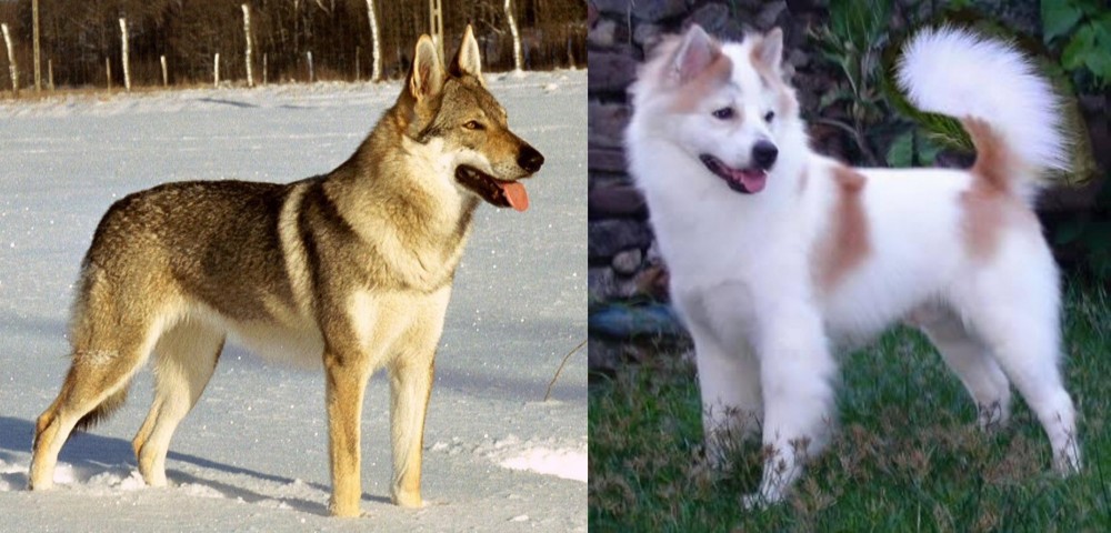 Thai Bangkaew vs Czechoslovakian Wolfdog - Breed Comparison