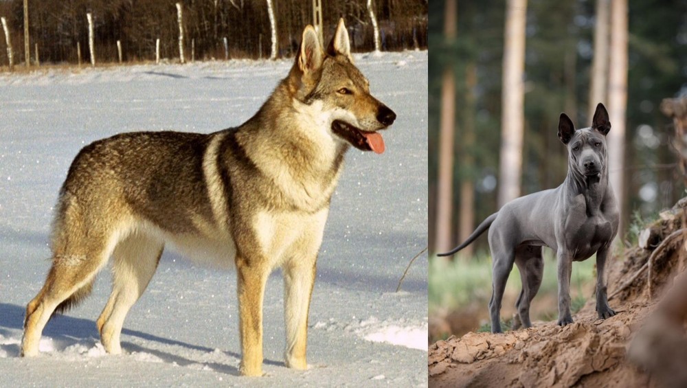Thai Ridgeback vs Czechoslovakian Wolfdog - Breed Comparison