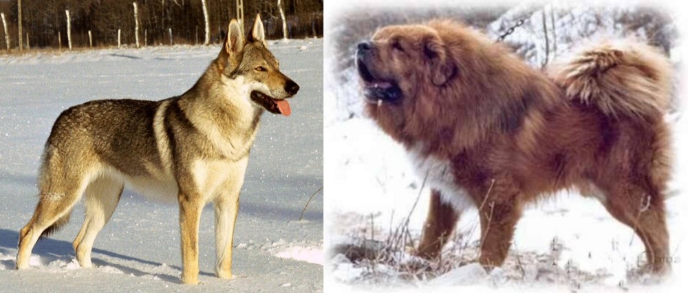 Tibetan Kyi Apso vs Czechoslovakian Wolfdog - Breed Comparison