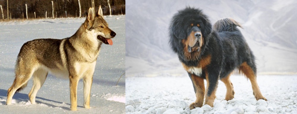 Tibetan Mastiff vs Czechoslovakian Wolfdog - Breed Comparison
