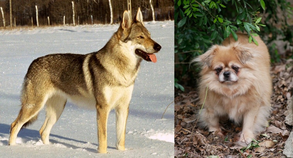 Tibetan Spaniel vs Czechoslovakian Wolfdog - Breed Comparison