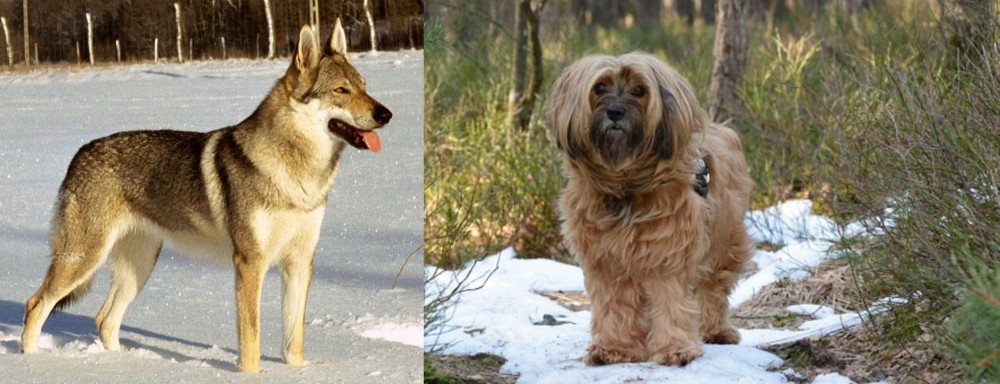 Tibetan Terrier vs Czechoslovakian Wolfdog - Breed Comparison