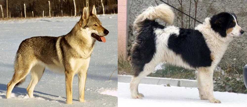 Tornjak vs Czechoslovakian Wolfdog - Breed Comparison