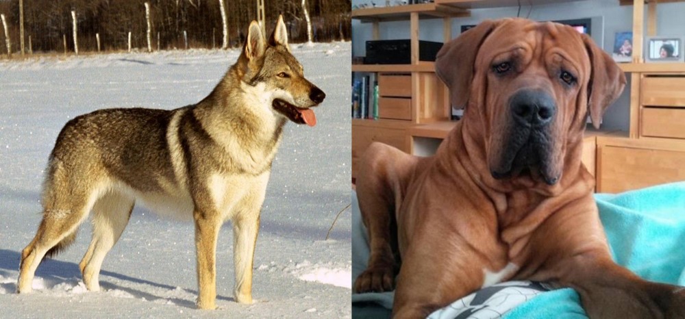Tosa vs Czechoslovakian Wolfdog - Breed Comparison