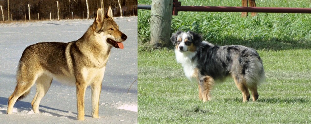Toy Australian Shepherd vs Czechoslovakian Wolfdog - Breed Comparison