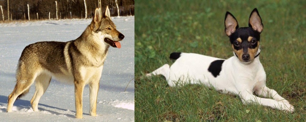 Toy Fox Terrier vs Czechoslovakian Wolfdog - Breed Comparison