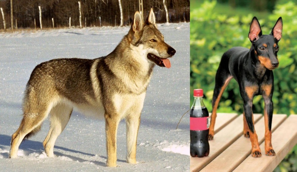 Toy Manchester Terrier vs Czechoslovakian Wolfdog - Breed Comparison