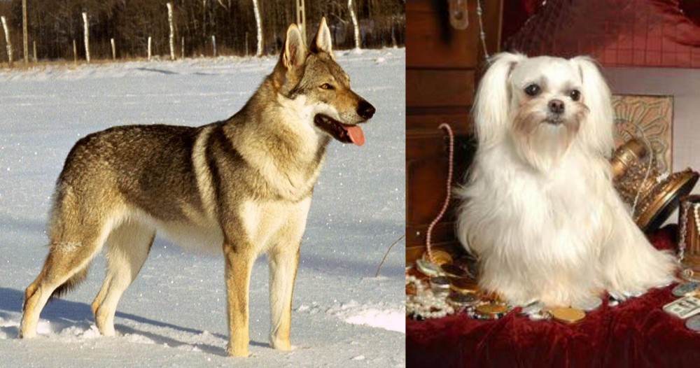 Toy Mi-Ki vs Czechoslovakian Wolfdog - Breed Comparison