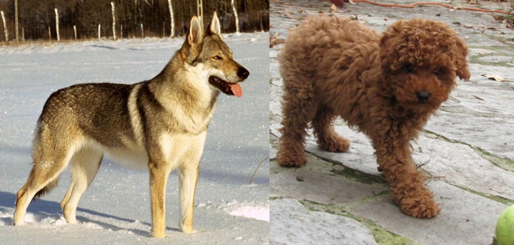 Toy Poodle vs Czechoslovakian Wolfdog - Breed Comparison