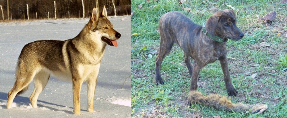 Treeing Cur vs Czechoslovakian Wolfdog - Breed Comparison