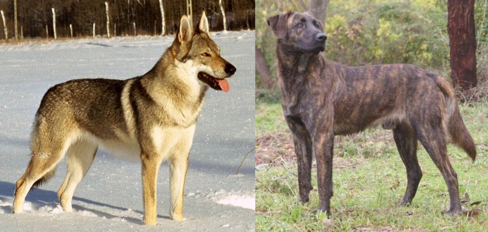 Treeing Tennessee Brindle vs Czechoslovakian Wolfdog - Breed Comparison