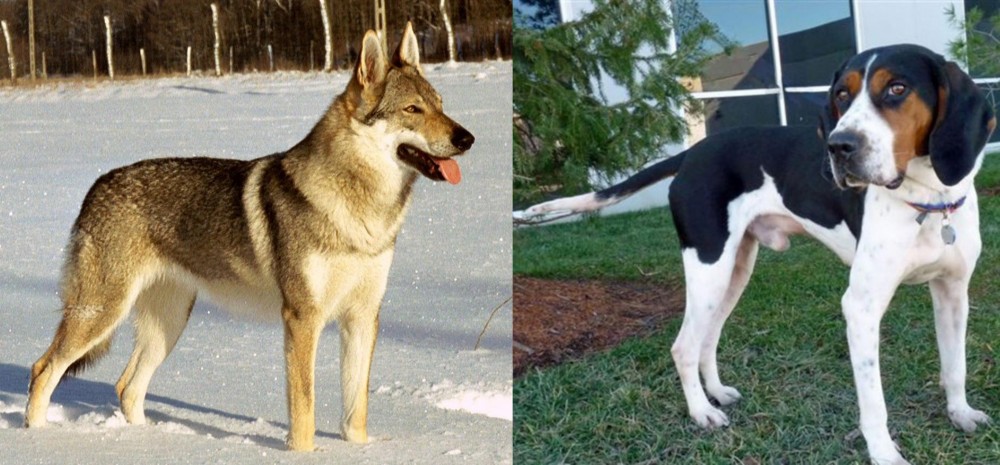 Treeing Walker Coonhound vs Czechoslovakian Wolfdog - Breed Comparison
