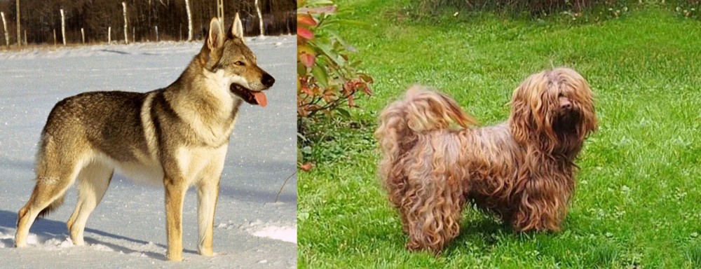 Tsvetnaya Bolonka vs Czechoslovakian Wolfdog - Breed Comparison