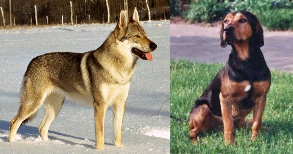 Tyrolean Hound vs Czechoslovakian Wolfdog - Breed Comparison