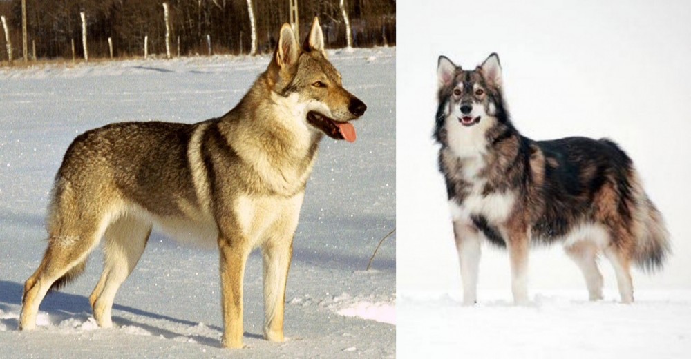 Utonagan vs Czechoslovakian Wolfdog - Breed Comparison
