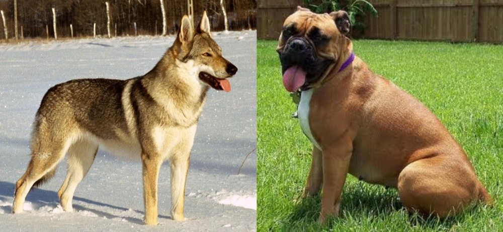 Valley Bulldog vs Czechoslovakian Wolfdog - Breed Comparison