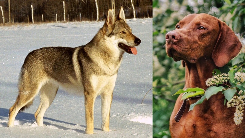 Vizsla vs Czechoslovakian Wolfdog - Breed Comparison