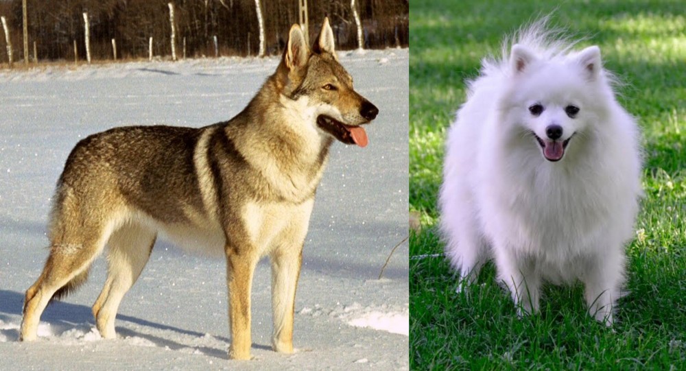 Volpino Italiano vs Czechoslovakian Wolfdog - Breed Comparison