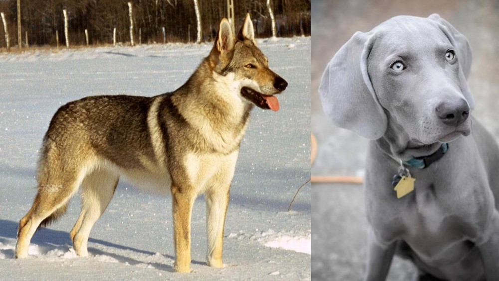 Weimaraner vs Czechoslovakian Wolfdog - Breed Comparison