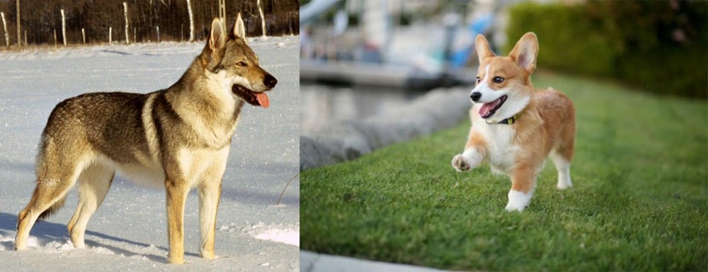Welsh Corgi vs Czechoslovakian Wolfdog - Breed Comparison