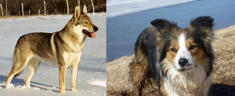 Welsh Sheepdog vs Czechoslovakian Wolfdog - Breed Comparison