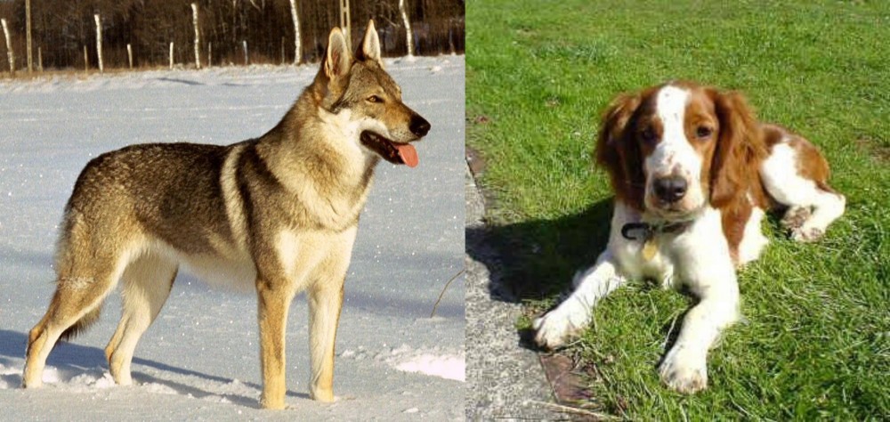 Welsh Springer Spaniel vs Czechoslovakian Wolfdog - Breed Comparison