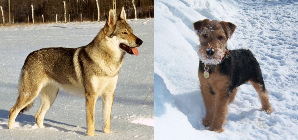 Welsh Terrier vs Czechoslovakian Wolfdog - Breed Comparison