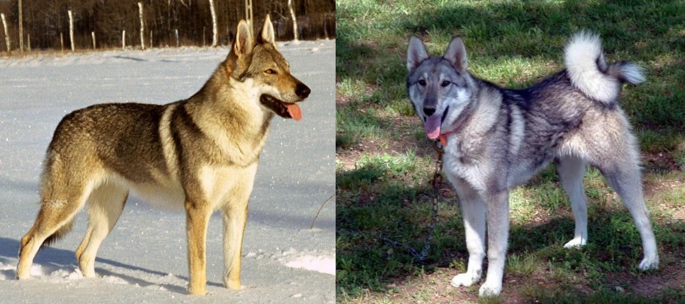 West Siberian Laika vs Czechoslovakian Wolfdog - Breed Comparison