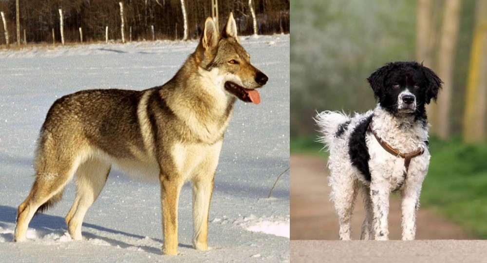 Wetterhoun vs Czechoslovakian Wolfdog - Breed Comparison